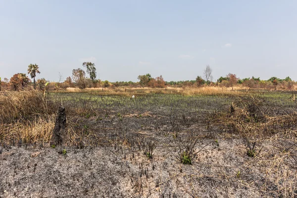 kül siyah kurum ve anız. Yanık alan çiftlik kavramı