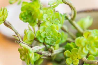 Seçici odak tarafından tencerede ahşap üzerine küçük bitki