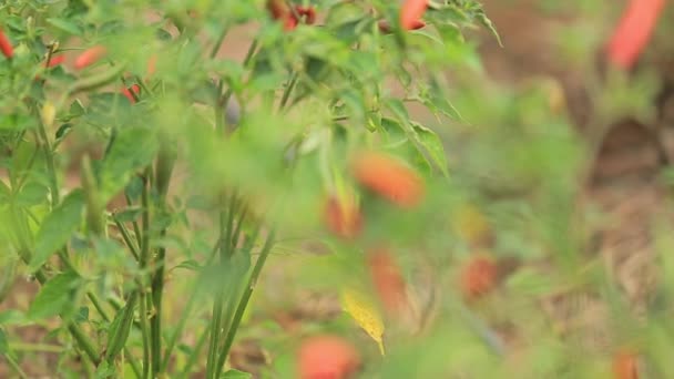 Organiczny czerwone i zielone chili pieprz panoramowanie flary i dźwięk — Wideo stockowe