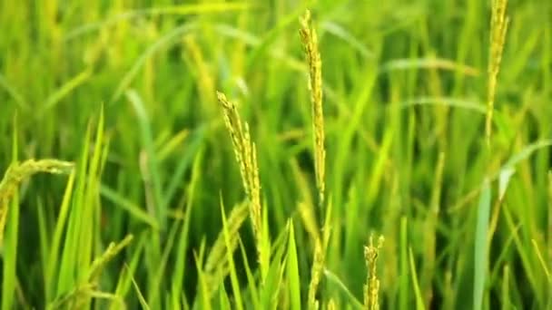 Orejas de arroz balanceándose en el viento (primer plano ) — Vídeo de stock