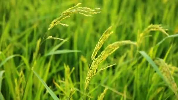 Orejas de arroz balanceándose en el viento (primer plano ) — Vídeos de Stock