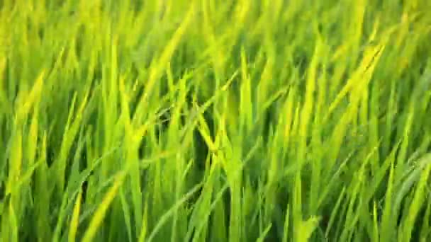Oreilles de riz balançant dans le vent (gros plan )
