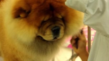Kurutma chowchow evcil hayvan, köpek damat