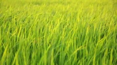 Çeltik pirinç alan üzerinden rüzgarlı dans