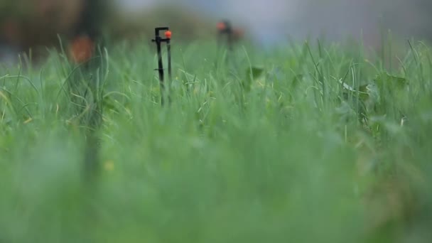 芝生に水をまく庭の潅漑のスプリンクラー — ストック動画