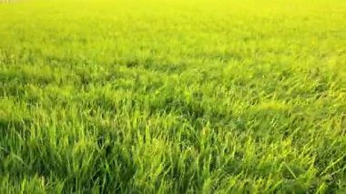 Çeltik pirinç alan üzerinden rüzgarlı dans