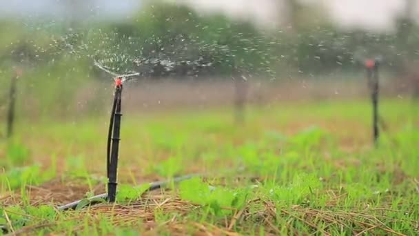 Trädgård bevattning sprinkler vattna gräsmattan — Stockvideo