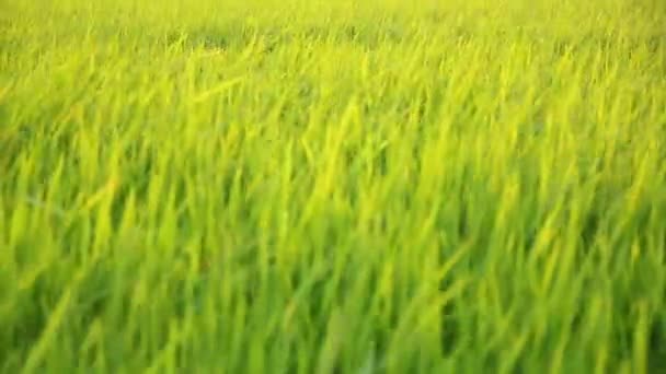 Arrozal campo de arroz bailando de viento — Vídeo de stock