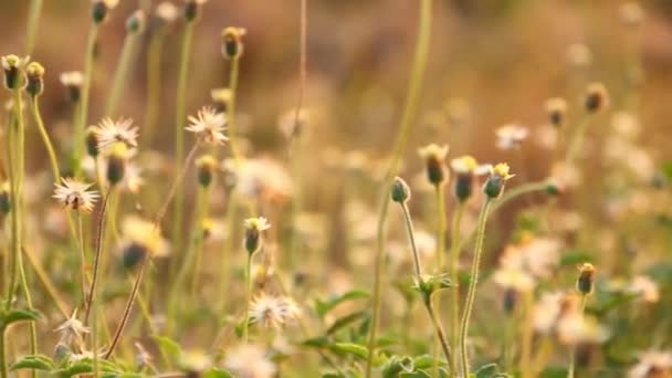 Spring field. Dandelion flowers closeup against sunset sky. Nature scene — Stock Video