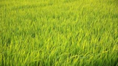 Çeltik pirinç alan üzerinden rüzgarlı dans