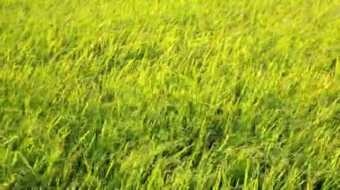 Çeltik pirinç alan üzerinden rüzgarlı dans