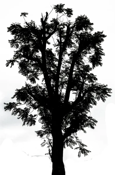 Cień drzewo na białym tle — Zdjęcie stockowe