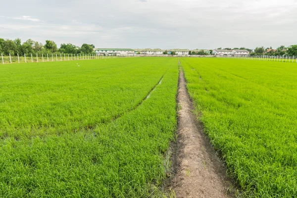 Yeşil alan ve gökyüzü beyaz bulutlar ile.