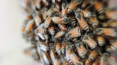 Arılar nektarı bala çevirir.