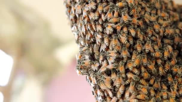 Bijen zetten nectar om in honing — Stockvideo