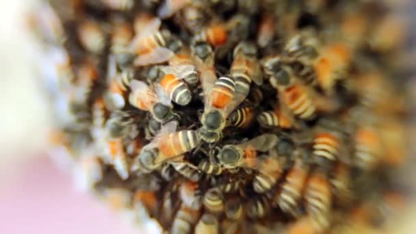 Las abejas convierten el néctar en miel — Vídeo de stock