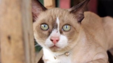Kedi kameraya bakıyor.