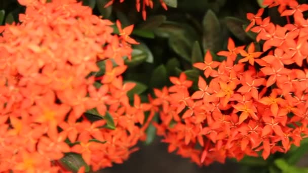 Beautiful red Ixora species flowers on leaves background — Stock Video