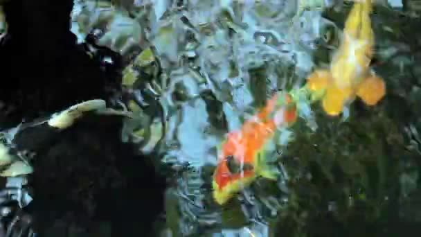 Koi, Fancy Carp zwemmen in boven — Stockvideo