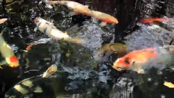 Koi, Fancy Carp are swimming in above — Stock Video
