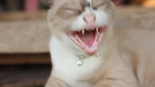 Cat regarde la caméra