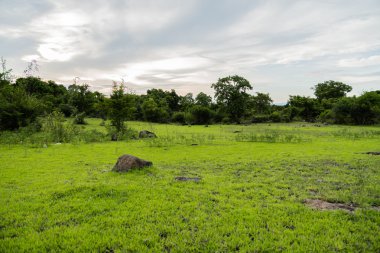 güzel orman manzarası