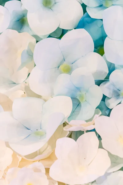 Flores de colores de papel patrón de fondo estilo encantador . — Foto de Stock