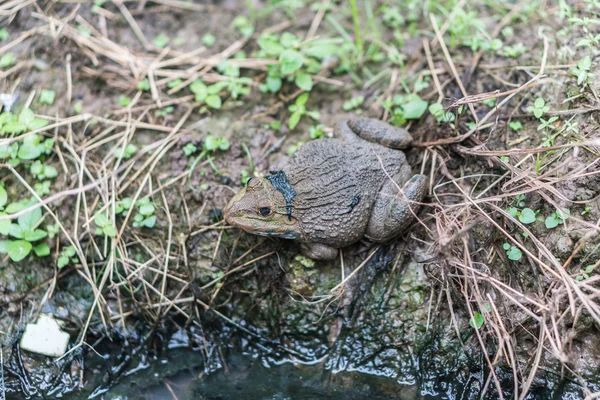 Una rana en el agua — Foto de Stock