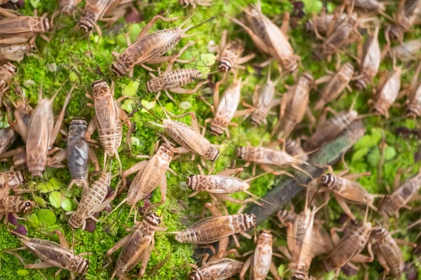 セメント池の餌やり用のクリケット — ストック写真