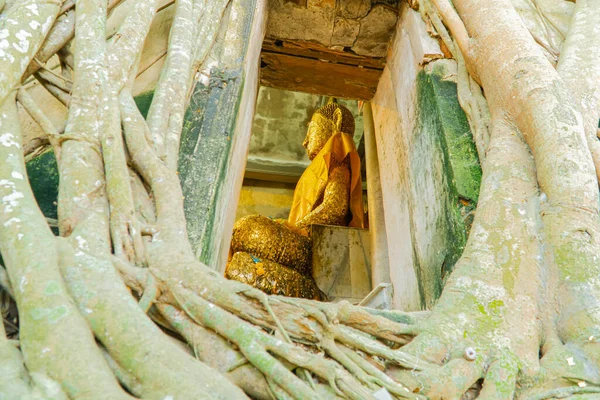 Buda Heykeli ve Ağaç Kökleri