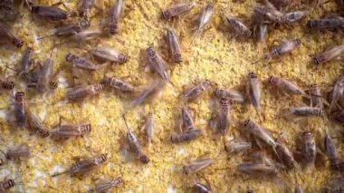 Endüstriyel çiftlikte cırcır böcekleri