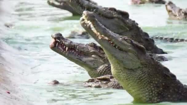 Krokodýli jedí maso na krokodýlí farmě — Stock video