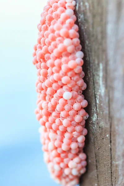 Eier von Pomacea canaliculata — Stockfoto