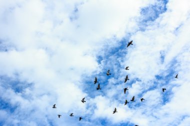 Mavi gökyüzü bulutlar, Kuşlar sürüsü