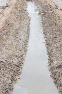 Pirinç büyüyen ve diye su yolu vardır
