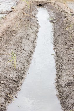 Pirinç büyüyen ve diye su yolu vardır
