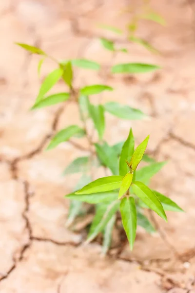 Malá rostlina na hromadu zeminy — Stock fotografie