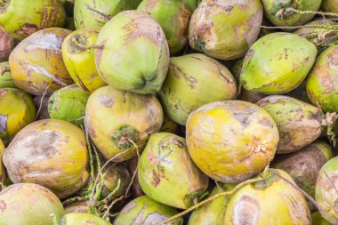 Yeşil Hindistan cevizi grup