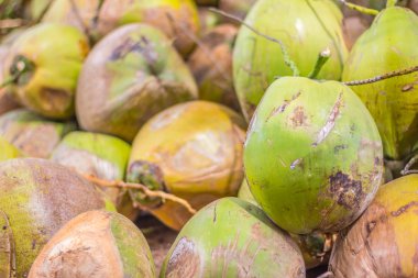 Yeşil Hindistan cevizi grup