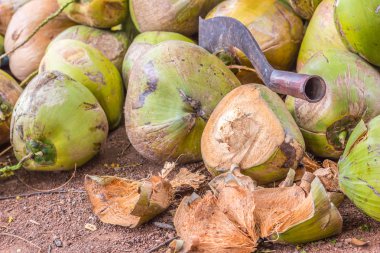 Yeşil ve olgun hindistan cevizi ve büyük bir bıçak