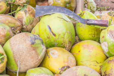 Yeşil ve olgun hindistan cevizi ve büyük bir bıçak