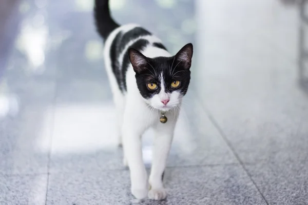 Черная и белая кошка — стоковое фото