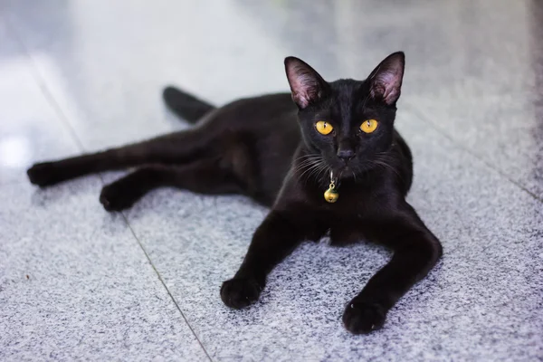 Чёрный кот проявляет интерес к фотокамере — стоковое фото