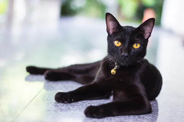 Чёрный кот проявляет интерес к фотокамере — стоковое фото