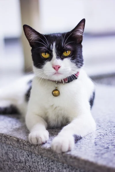 Black & White cat — Stock Photo, Image