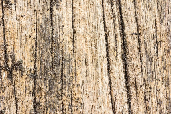 Beach drift wood log texture. — Stock Photo, Image