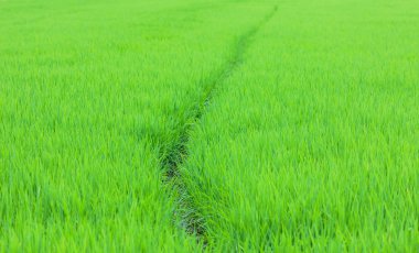 Yeşil pirinç tarlaları Tayland northern Highlands