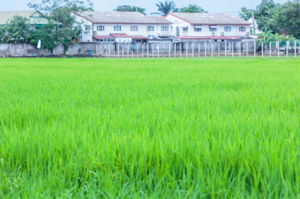 Gröna risfält i norra högländerna i thailand — Stockfoto