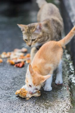 tavuk yan yürüyüşte yemek kedi