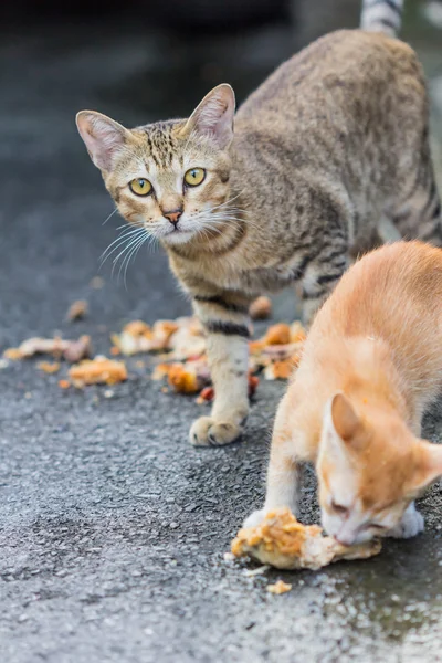 cat eating chicken on the side walk